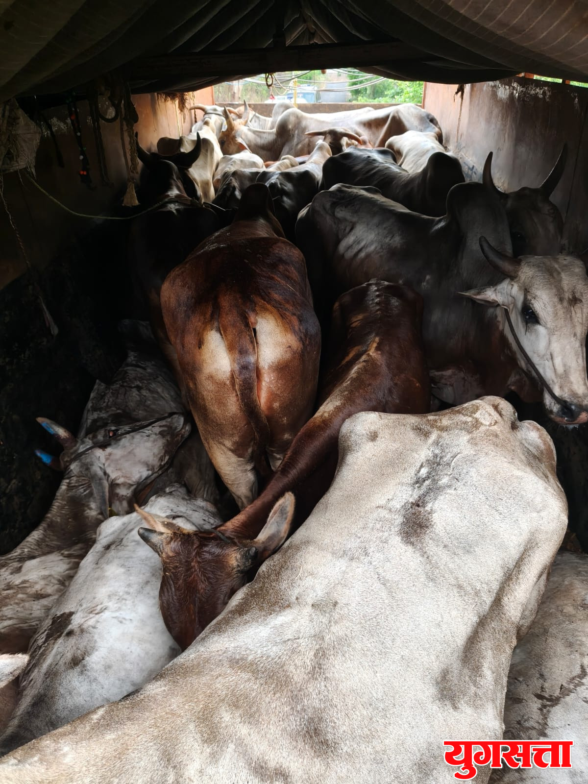 वडकी पोलिसांची मोठी कारवाई : २५ गोवंशांची सुटका, ६ मृत बैलांसह आयशर वाहन जप्त; चालक फरार